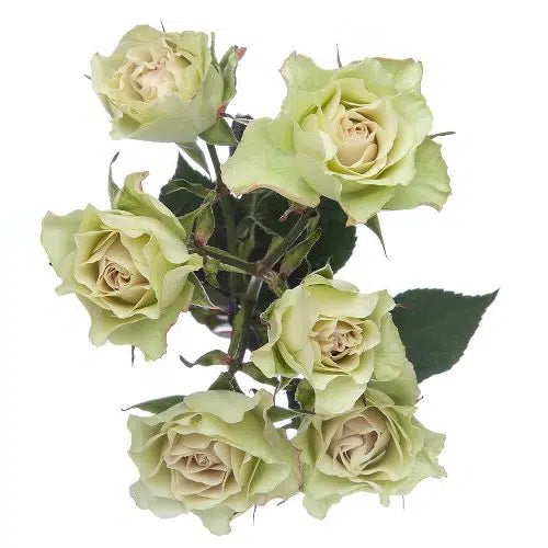 Green Mini Roses, 100 stems
