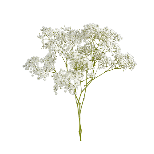 Baby's Breath Million Star