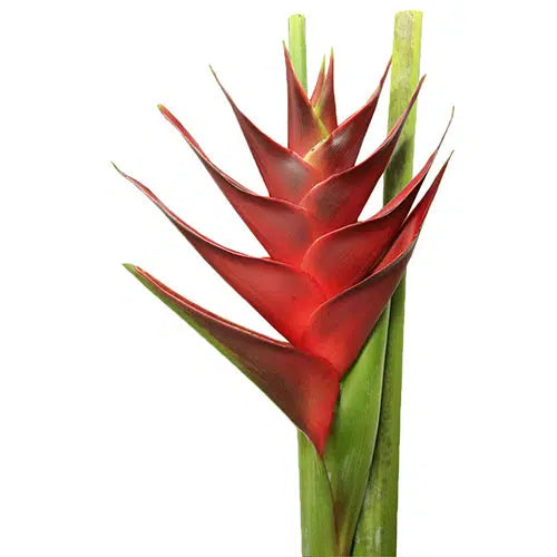 Heliconia Princes of Darkness 12 Stem