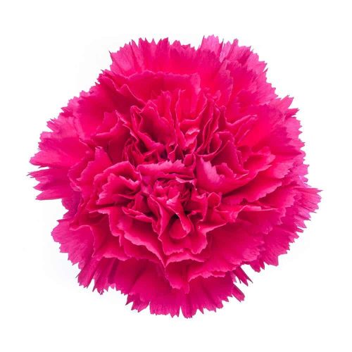 Hot Pink Carnations