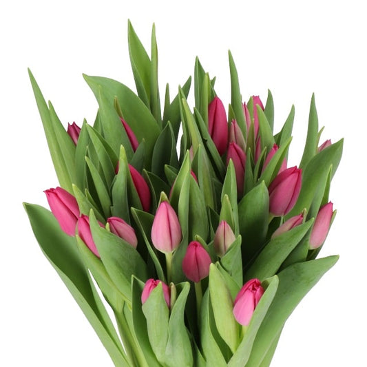 Hot Pink Tulips 150 Blooms