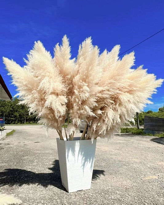 10pcs USA-Grown Pampas Grass: 2-4ft Boho Wedding Arch Decor, Dried Flowers