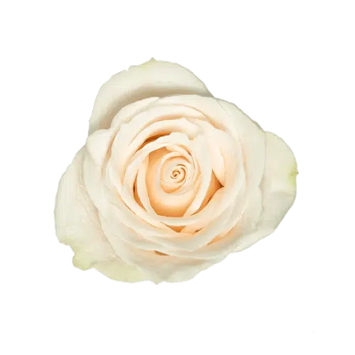 Ivory White Roses, 100 stems