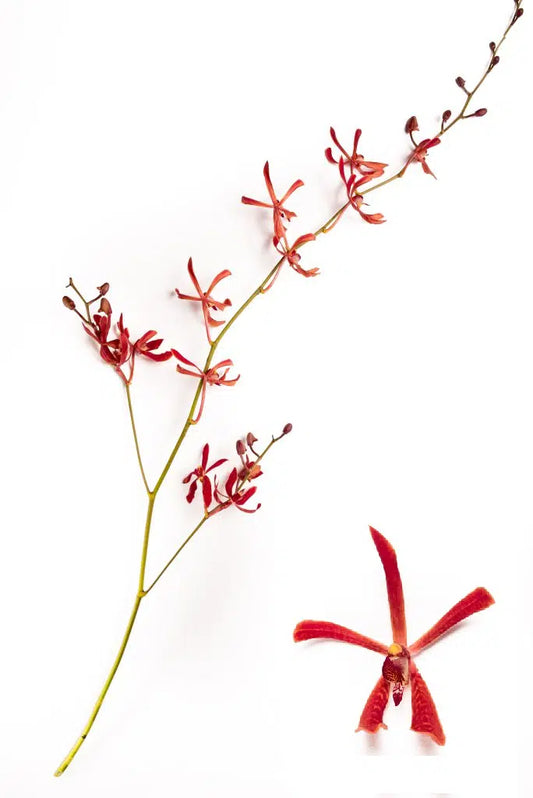 James Storie Dark Red Orchids, 120 stems