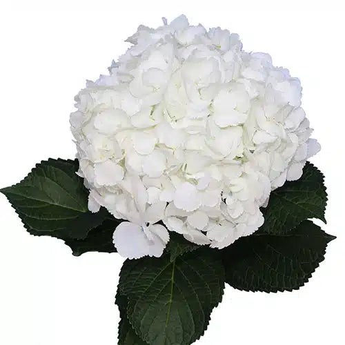 Jumbo White Hydrangea, 14 stems