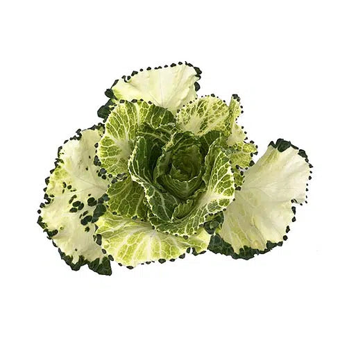 Kale White and Green 50 stems