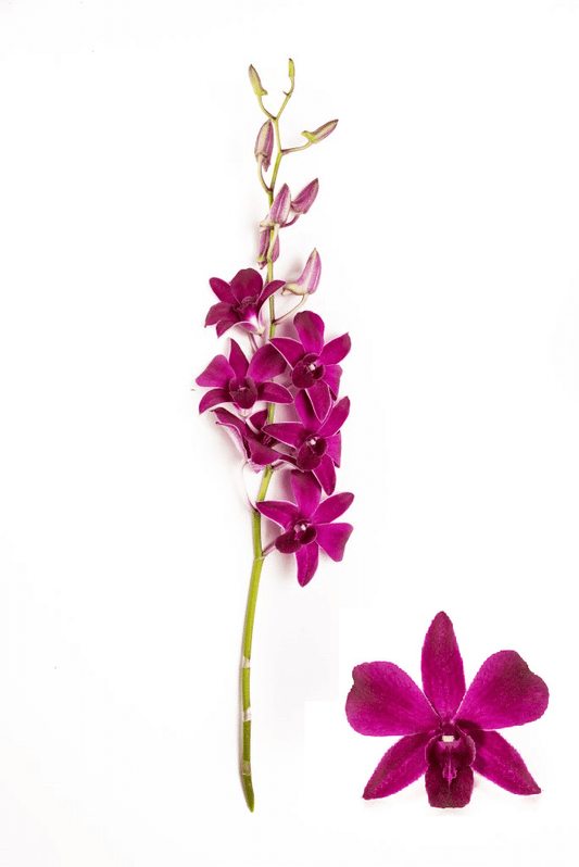 Purple Dendrobium Orchids