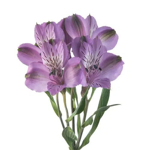 Lavender Alstroemeria Flower