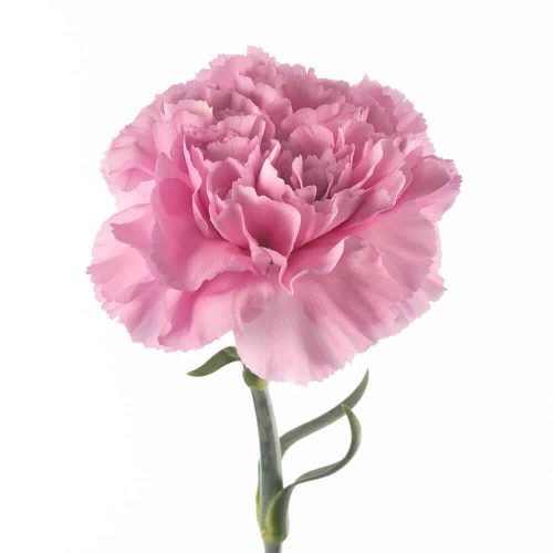 Lavender Carnation Flower