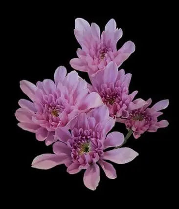 Lavender Cushion Flower 12 Bunch