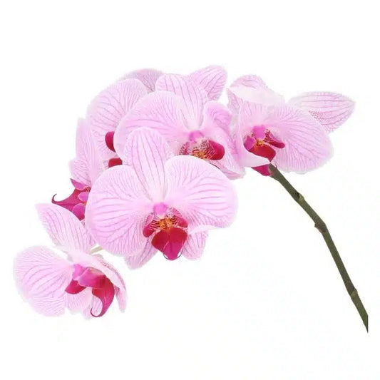 Lavender Phalaenopsis, 12 stems