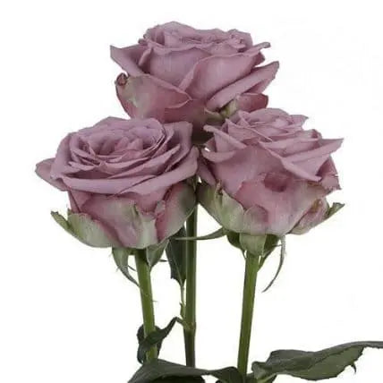 Lavender Roses, 100 stems
