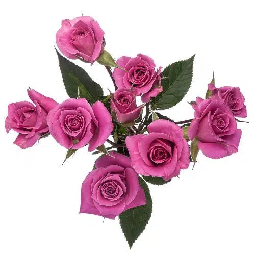 Lavender Mini Spray Roses, 100 stems