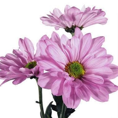 Lavender Daisy Flower