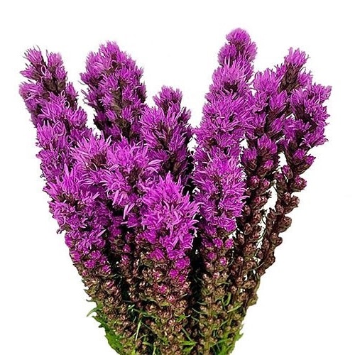 Liatris
