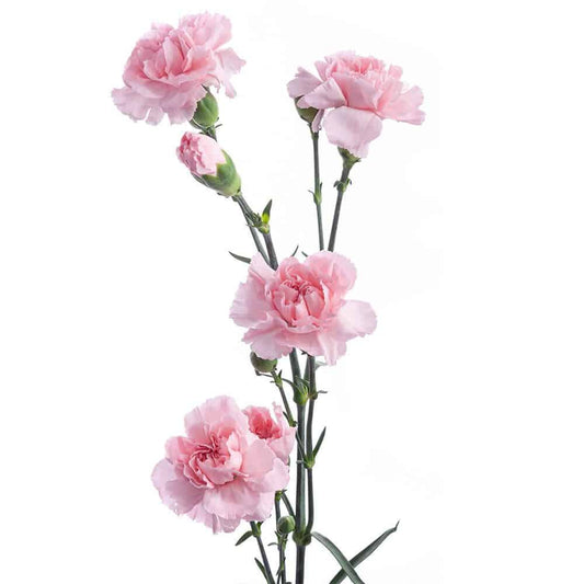 Light Pink Mini Carnation Flower