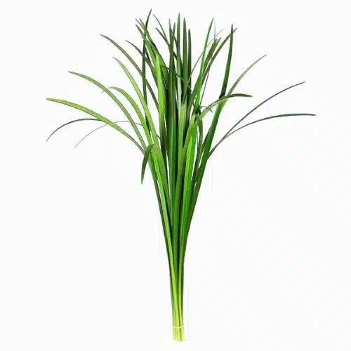 Lily Grass Greenery 250 Leaves