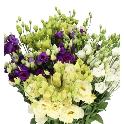 Assorted Lisianthus Flowers 100 stems
