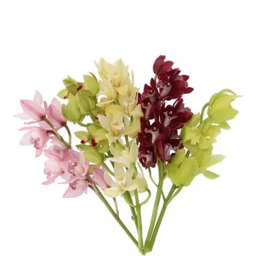Mini Cymbidiums Assorted, 10 Stems