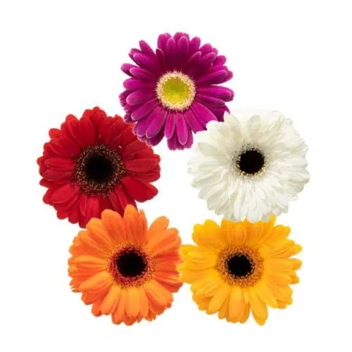 Mini Gebera Assorted 120 stem