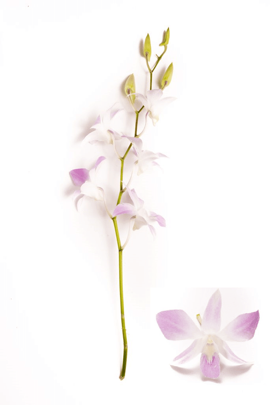 Lavender Dendrobium Orchids