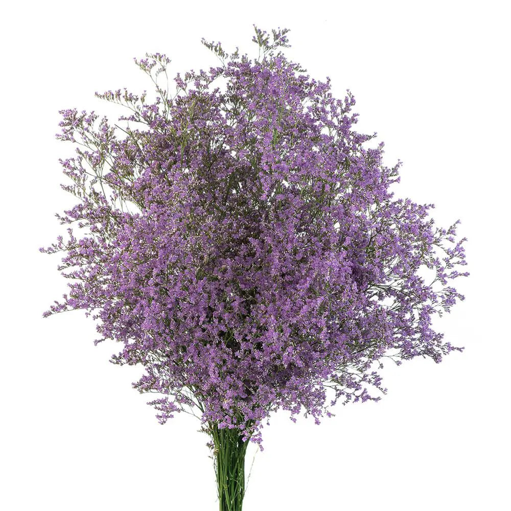 Limonium Misty Blue