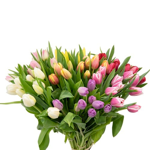 Mix Tulips 150 Blooms