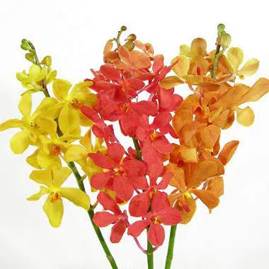 Mokara Assorted Orchid 60 stems