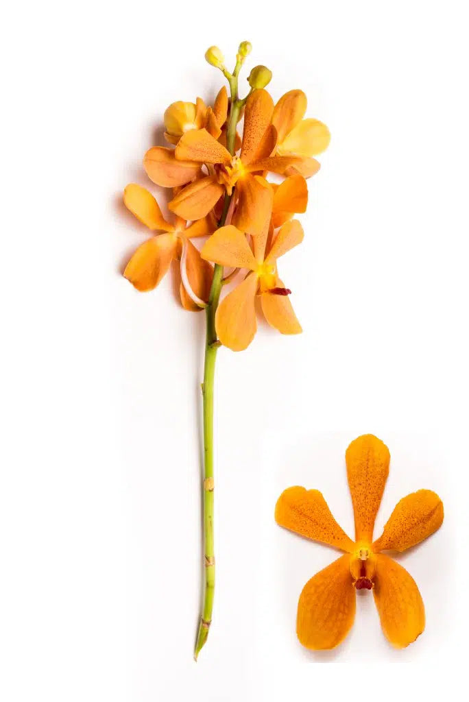 Orange Mokara Orchid 60 stems