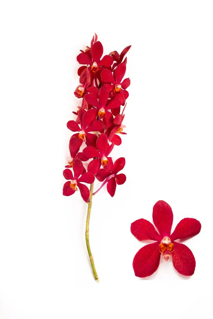 Ruby Red Mokara Orchids 60 stems