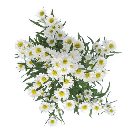 Monte Casino White Aster Flower 100 stems