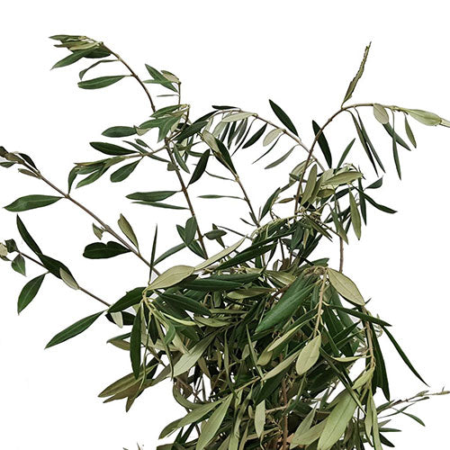 Olive Branches