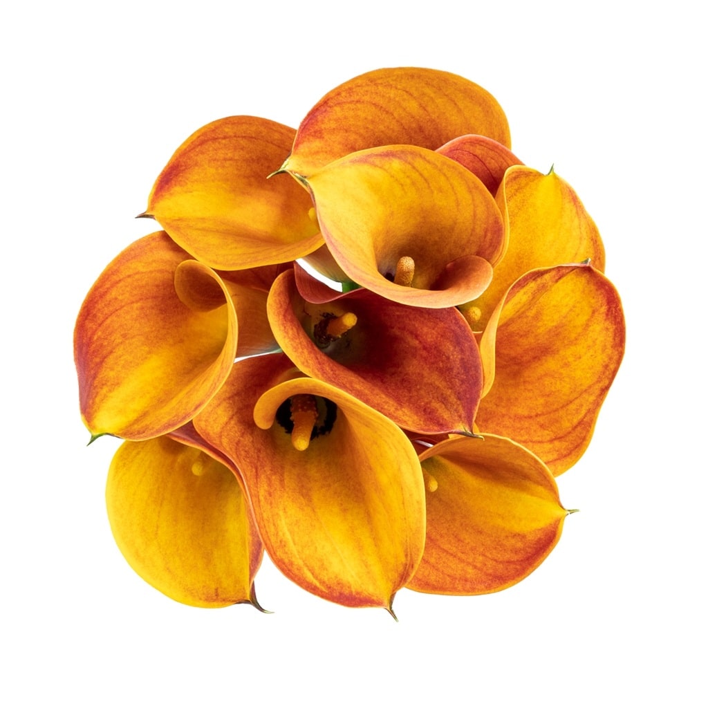 Orange Mango Calla Lily