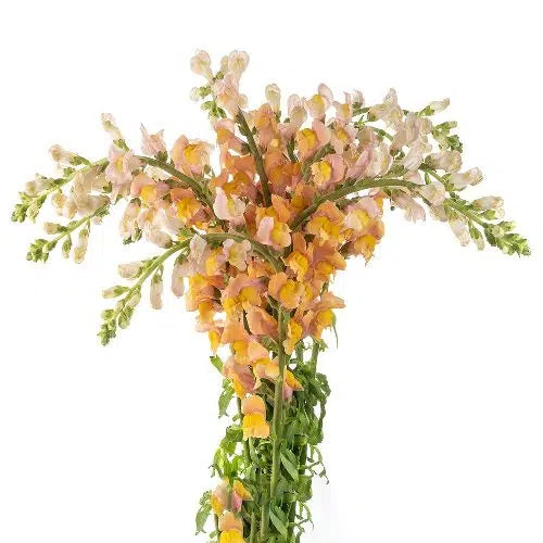 Orange Snapdragon, 100 stems