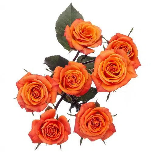 Orange Mini Spray Roses, 100 stems
