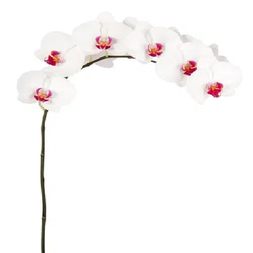 Red Lip Phalaenopsis, 12 stems