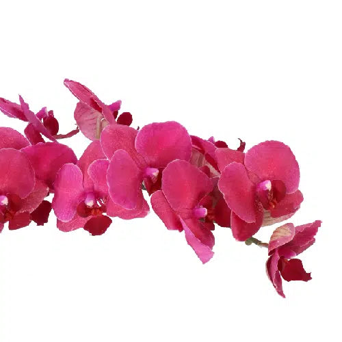 Red Phalaenopsis,12 stems