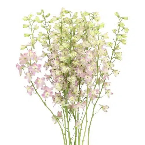 Light Pink Delphinium 100 stems