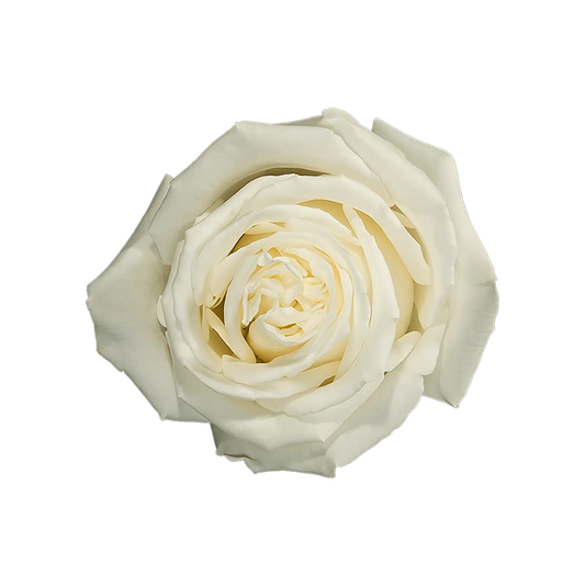 Playa Blanca Garden Roses, 100 stems