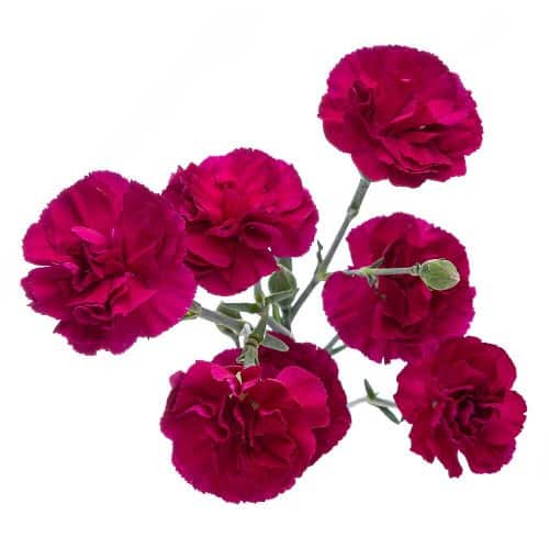 Purple Mini Carnation Flowers