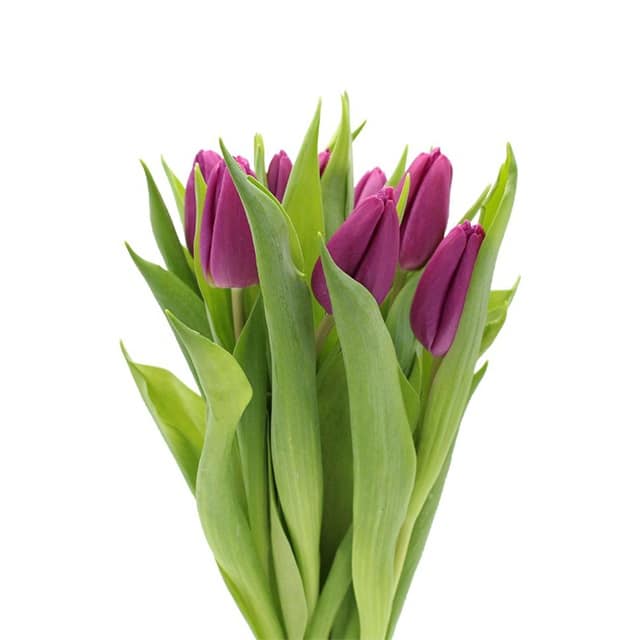 Purple Tulips 150 Blooms