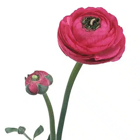 Hot Pink Ranunculus 120 stems