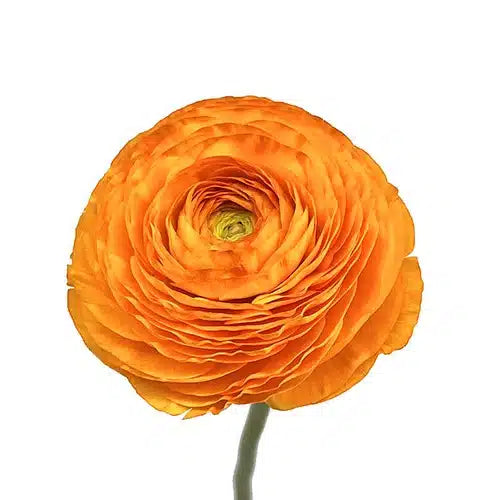 Orange Ranunculus 120 stems