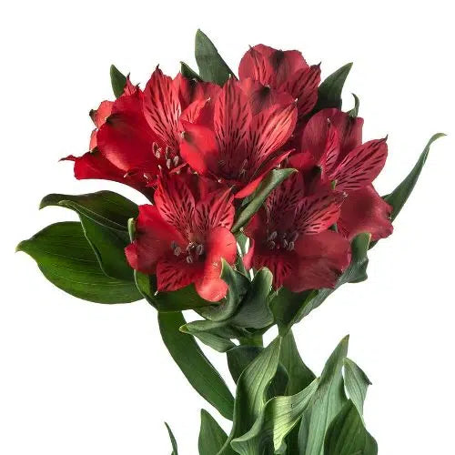Red Tiger Lily Flowers 120 stems
