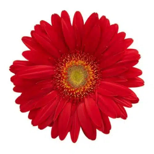 Red Gerber Daisy 80 Blooms