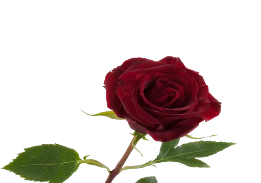 Dark Red Roses, 100 stems
