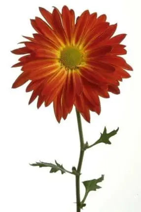 Red Cremon Flowers