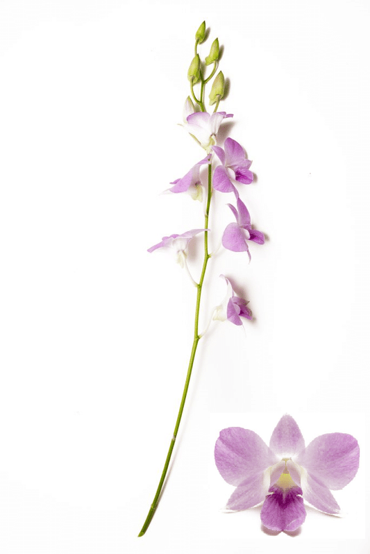 Lavender Dendrobium Orchid