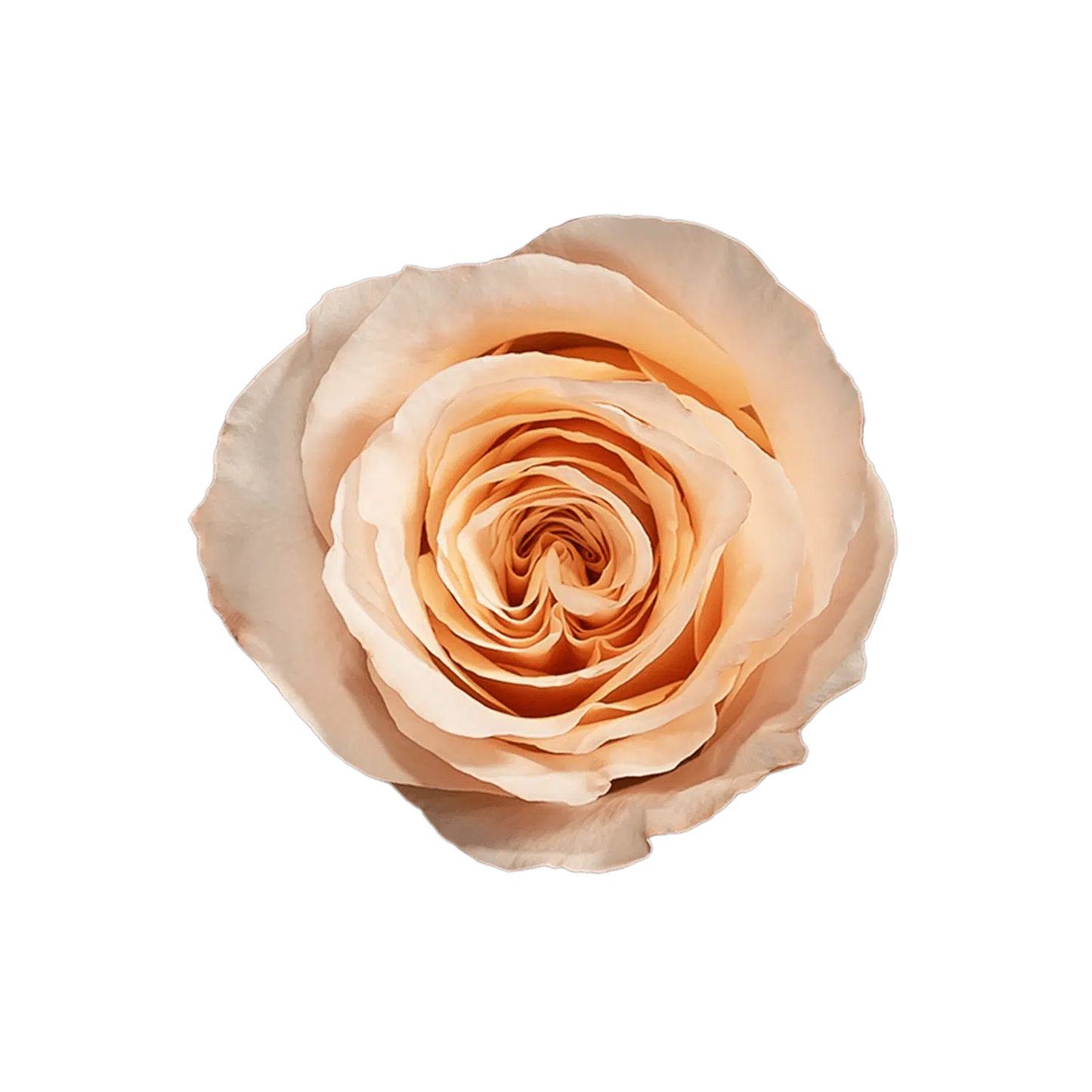 Shimmer Garden Roses, 100 stems