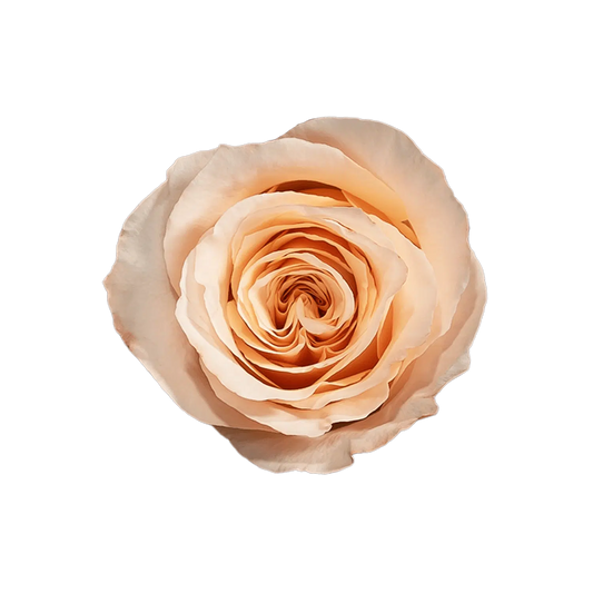 Shimmer Garden Roses, 100 stems